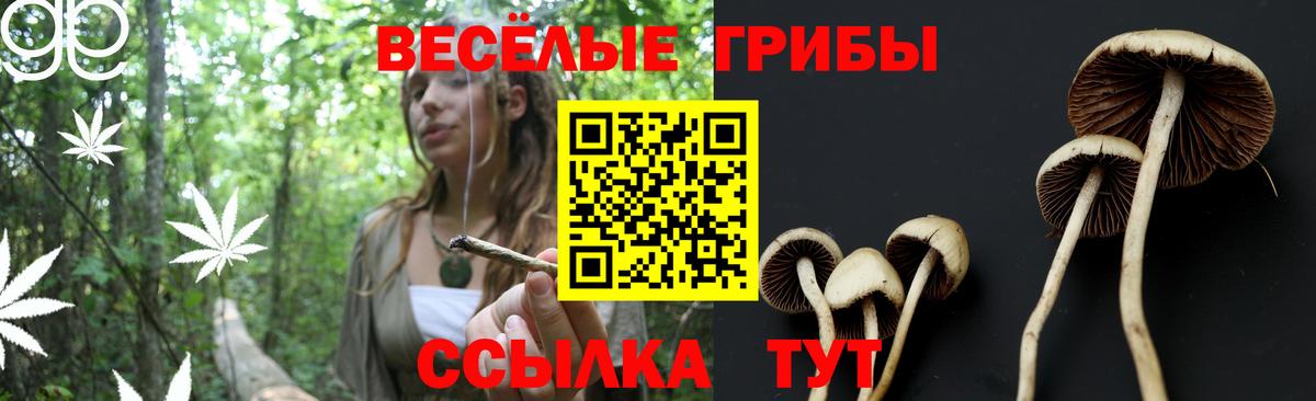 Партизанск  Псилоцибиновые грибы Cubensis  Вход с VPN 